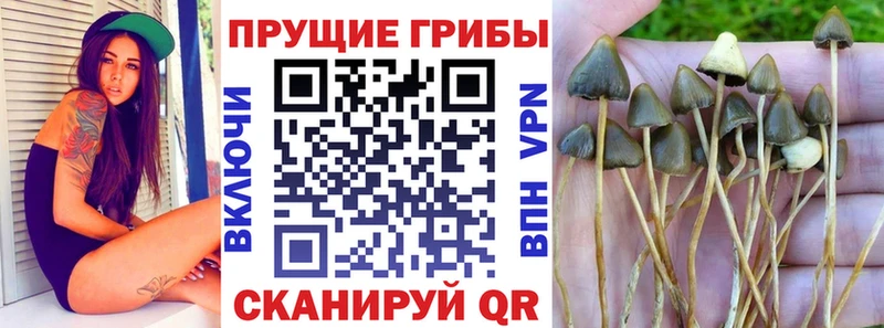 Галлюциногенные грибы прущие грибы  Купить  Светлый 